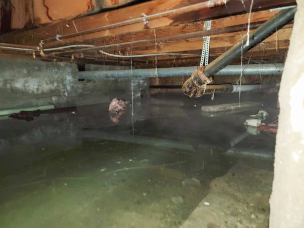 Best Mold removal after water damage  in Leetsdale, PA